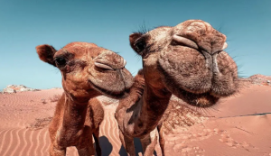 Młodzieżowy Obóz w Egipcie Sharm el Sheikh i Kair W kraju faraonów Wylot z Wrocławia (all inclusive) 2026