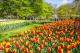 Wycieczka Objazdowa Amsterdam i Tulipany z Noclegiem 2024